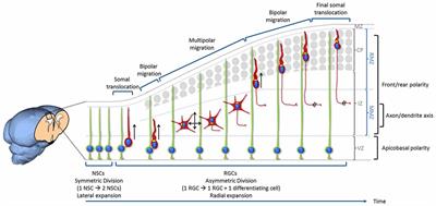 Neuronal Polarity in the Embryonic Mammalian Cerebral Cortex